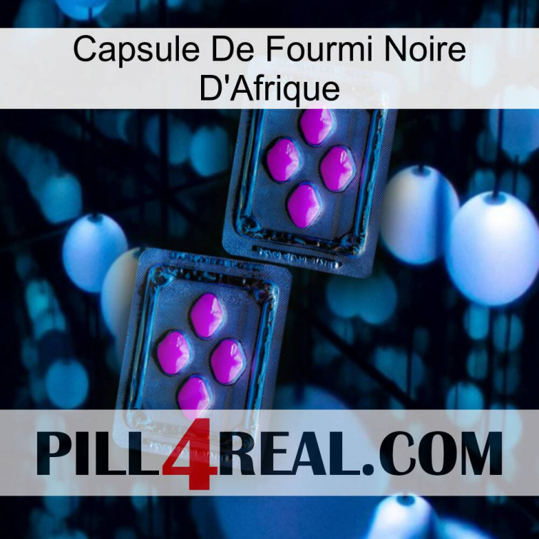 Africa Black Ant Capsule 03